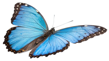 Obraz premium blue morpho butterfly isolated