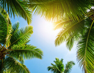 Fototapeta premium palm tree on blue sky