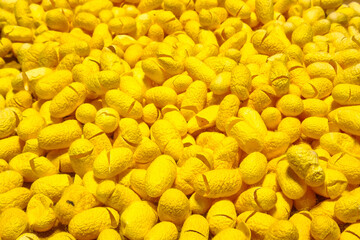 Bright Yellow Silk Cocoons Used in Traditional Vietnamese Silk Production and Natural Skincare