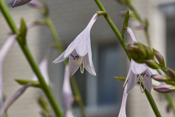 Hosta (lat. Hosta) blooms in the garden. Hosta is a genus of perennial herbaceous plants of the Asparagus family.