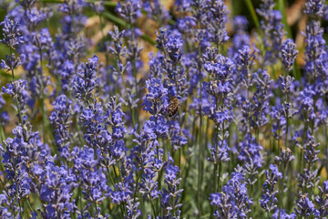 Fototapeta premium Lavender (lat. Lavandula) blooms in the garden. Lavender is a genus of plants in the family Lamiaceae or Labiatae.