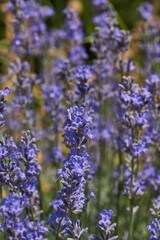 Lavender (lat. Lavandula) blooms in the garden. Lavender is a genus of plants in the family Lamiaceae or Labiatae.