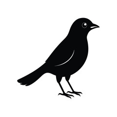 Fototapeta premium a jay bird full black silhouette vector illustration on white background