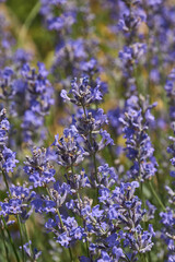 Obraz premium Lavender (lat. Lavandula) blooms in the garden. Lavender is a genus of plants in the family Lamiaceae or Labiatae.