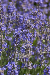 Lavender (lat. Lavandula) blooms in the garden. Lavender is a genus of plants in the family Lamiaceae or Labiatae.
