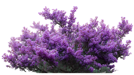  vibrant purple flower shrubbery PNG cutout on white background for botanical design
