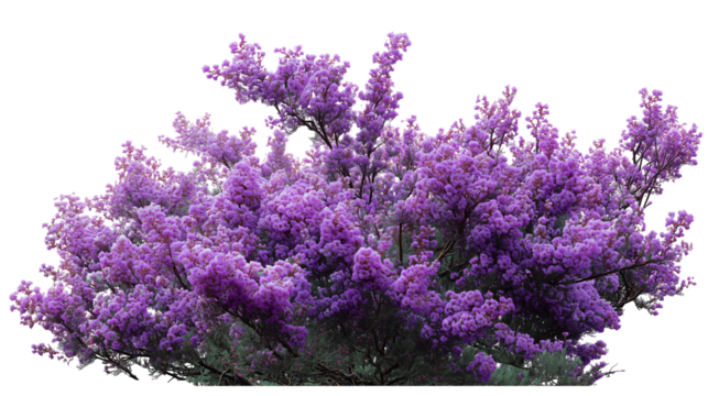  vibrant purple flower shrubbery PNG cutout on white background for botanical design