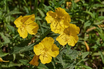 Evening primrose, or Oenothera, (Latin Oenothera) is a genus of plants in the Cypress family (Onagraceae). Evening primrose blooms in the garden.
