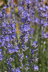 Lavender (lat. Lavandula) blooms in the garden. Lavender is a genus of plants in the family Lamiaceae or Labiatae.