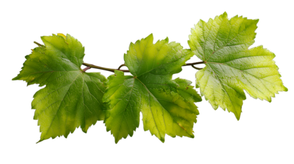 Wild grape vine leaves with green colors isolated on transparent background