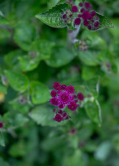 Ageratum Red Flint Growing in Garden