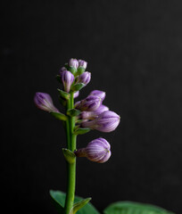 Flower Buds of Hosta Blue Mouse Ears