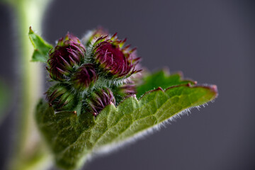 Fototapeta premium Ageratum Red Flint on Dark Background