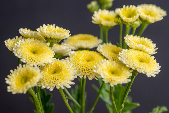  Magic Lime Green Matricaria or Feverfew Flowers on Black Background