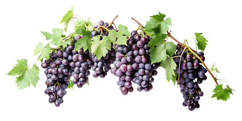 Purple grape clusters green leaves isolated on a transparent background