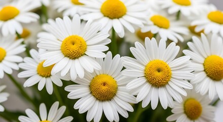 Close up of a field of bright white daisies with yellow centers