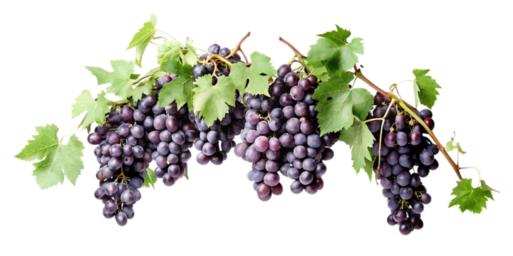 Purple grape clusters green leaves isolated on a transparent background