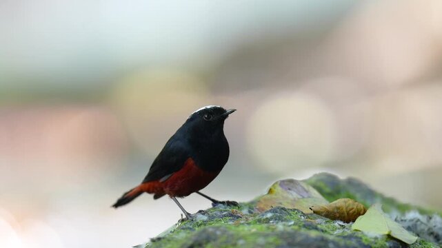 White-capped redstart bird watching in the forest