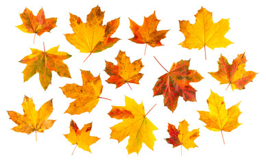 Colorful autumn leaves on white background