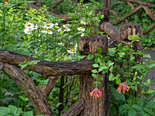Shakespeare Garden in Central Park, in summer
