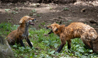 蔵王キツネ村のキツネ達