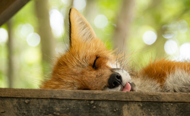 蔵王キツネ村のキツネ達