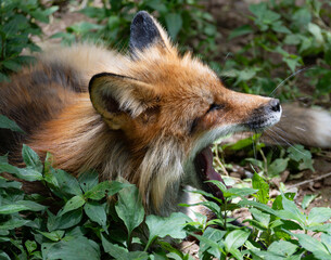 宮城蔵王キツネ村のキツネ達