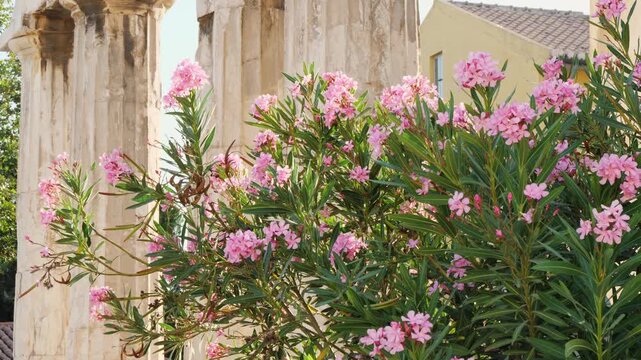 Lush pink oleander bush in full bloom with vibrant flowers and green leaves in Athens, Greece. Behind it, classical light-colored columns and part of a building evoke ancient charm. No people. 