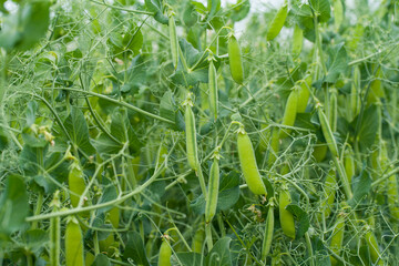 pisum sativum harvest