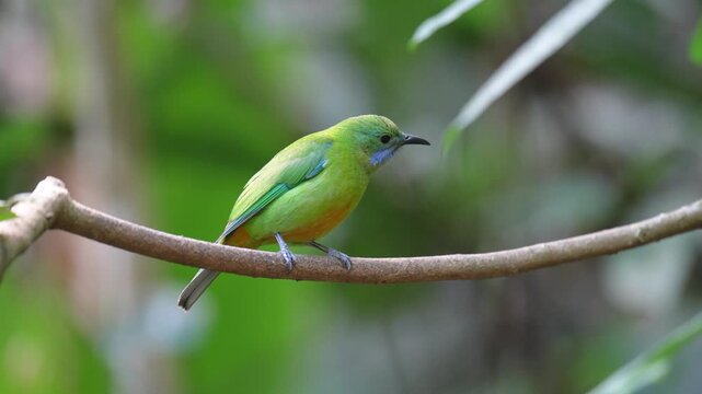 Blue-winged Leafbird ( Chloropsis cochinchinensis) female  bird on a branch