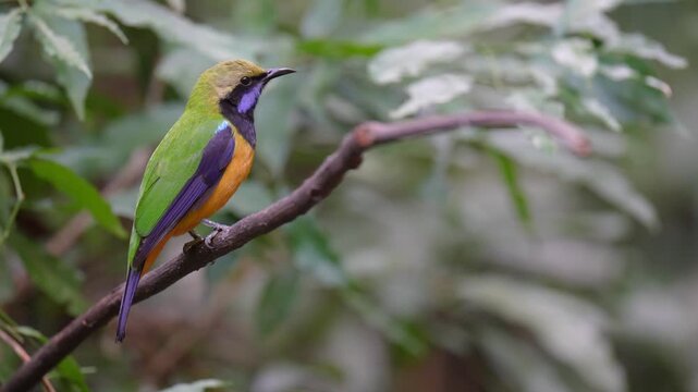 Blue-winged Leafbird ( Chloropsis cochinchinensis) male  bird on a branch