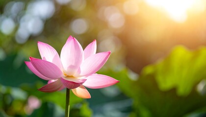 Radiant pink lotus flower