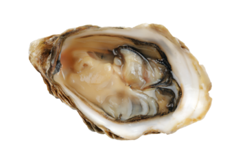 a close up of a oyster with a white background