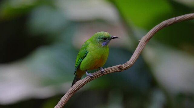 Blue-winged Leafbird ( Chloropsis cochinchinensis) female  bird on a branch