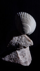 seashell on black background