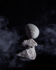 shell on a black background