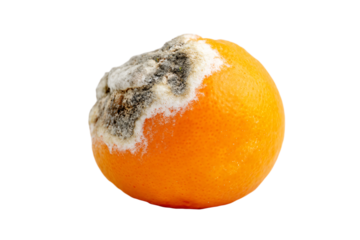 a rotten orange with a white background