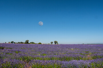 Lavender fields with several trees in the background and the moon still white in Brihuega, Guadalajara province, Spain.