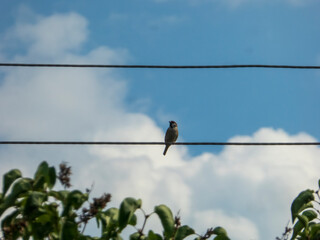 A sparrow bird perched on a power line