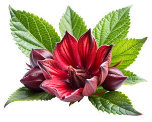 red rosella isolated on white background. PNG Transparent file type with high definition quality And vibrant color grading Available.