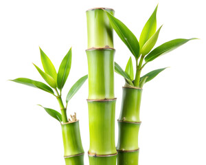 Fototapeta premium bamboo isolated on white background. PNG Transparent file type with high definition quality And vibrant color grading Available.