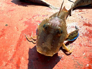 catch of fish