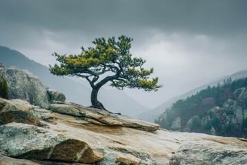 Serene landscape photo of a pine tree on a rocky mountaintop, perfect for websites, travel brochures, and calming designs.