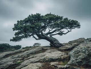 Obraz premium Windswept tree on rocky outcrop. Moody, serene landscape. Perfect for travel, nature, or environmental projects.