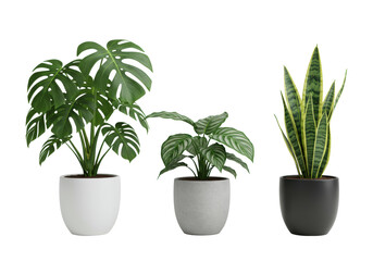 Fototapeta premium Three vibrant houseplants: a fenestrated monstera in white, a striped calathea in light grey, and a variegated sansevieria in matte black pot, on a transparent isolated studio background, modern