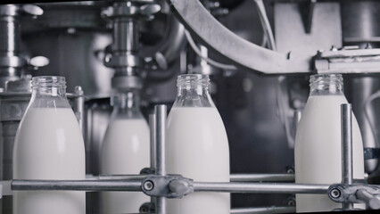 Automatic machine bottling milk in glass bottles