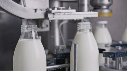 Automatic machine bottling milk in glass bottles