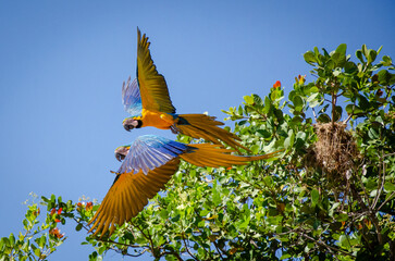 Dupla de araras-canindé posam e decolam de cajueiros num qiuntal na cidade de Pontal do Araguaia, no Mato Grosso © Junior Silgueiro 