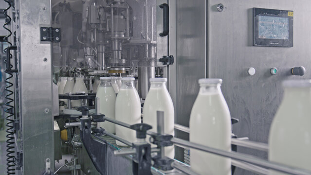 Milk bottling plant processing fresh milk into
