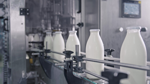 Milk bottles moving on conveyor belt in dairy